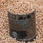 Premium Chickpea
