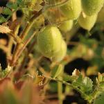 Premium Chickpea